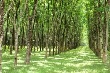 Giá cao su kỳ hạn tại Tokyo ngày 28/10 đạt mức cao nhất trong gần 2 tuần